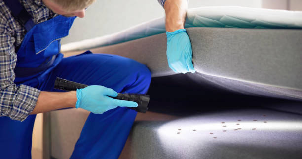 Best Flea Control Services  in Westmere, NY