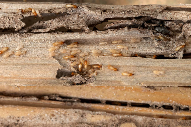 Pest Control Cost in Westmere, NY